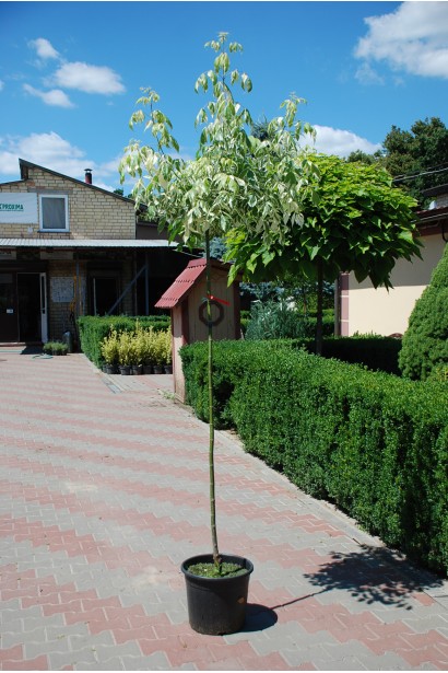 Клен американський Фламінго в контейнері в садовому центрі